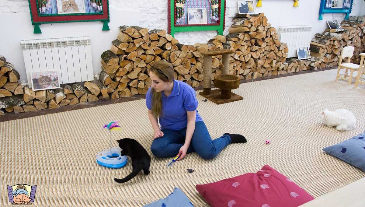 Кафе кошки в окошке - изображение 17