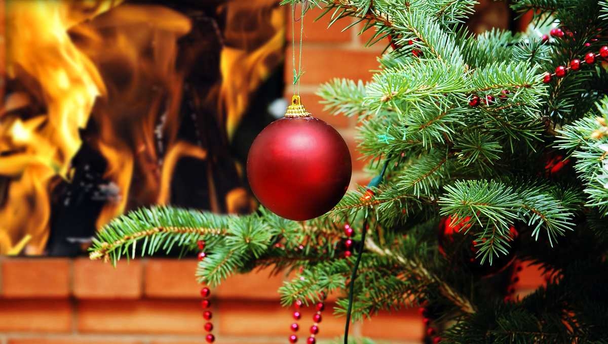 Елки в Туле - изображение 1