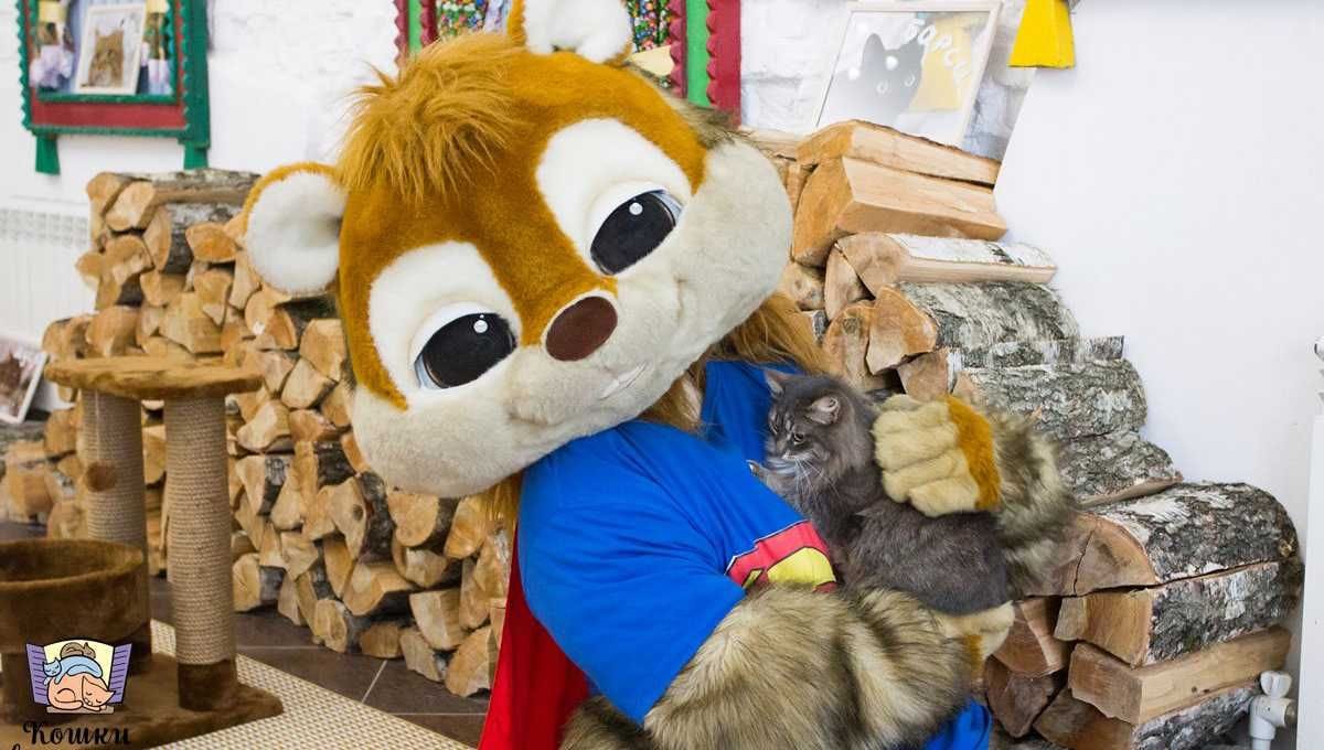 Кафе кошки в окошке - изображение 1