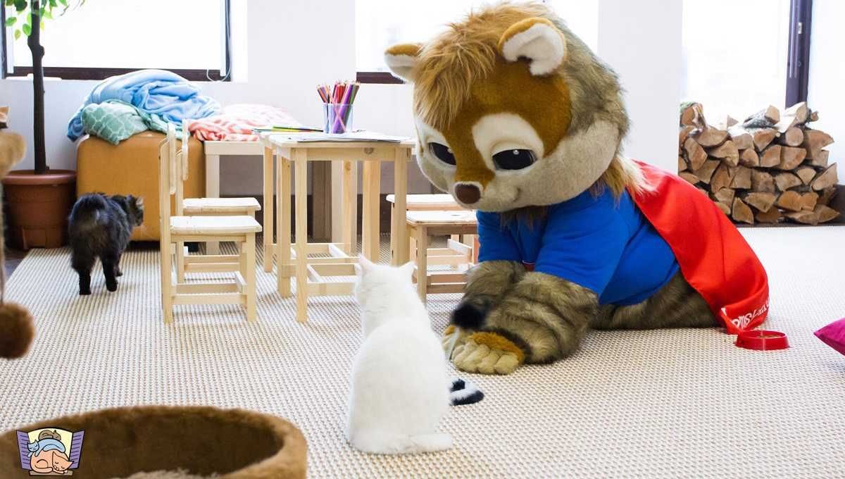 Кафе кошки в окошке - изображение 4