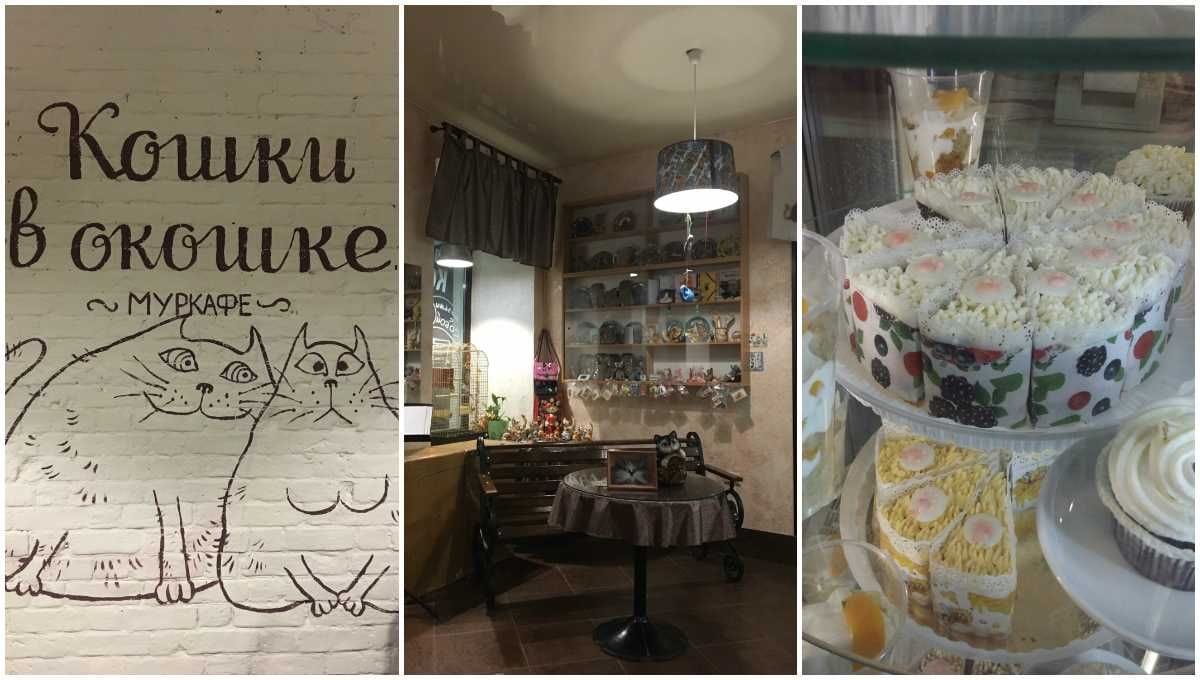 Кафе кошки в окошке - изображение 5