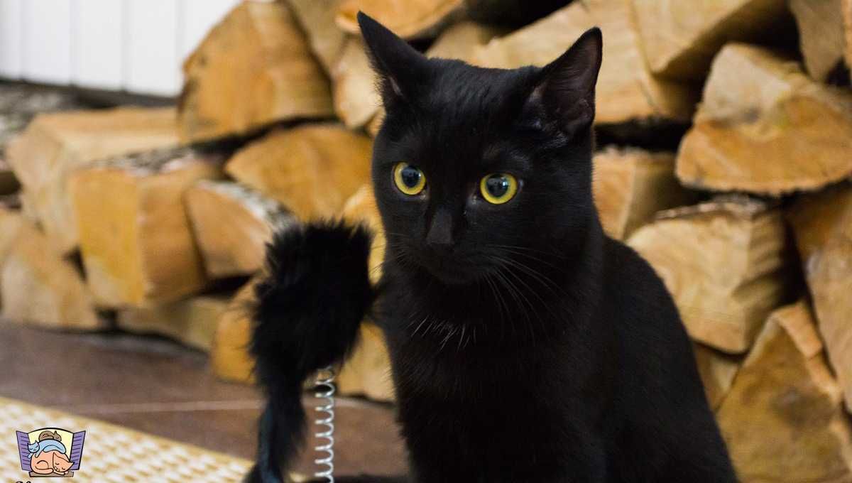 Кафе кошки в окошке - изображение 7