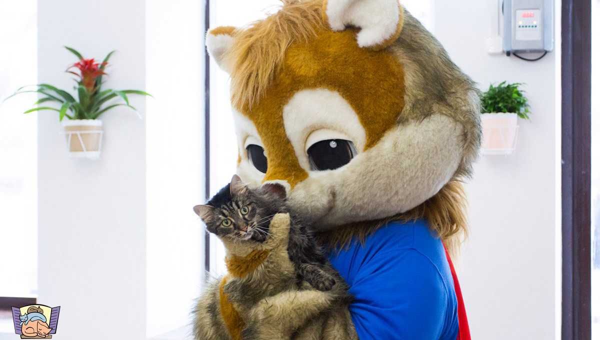 Кафе кошки в окошке - изображение 8