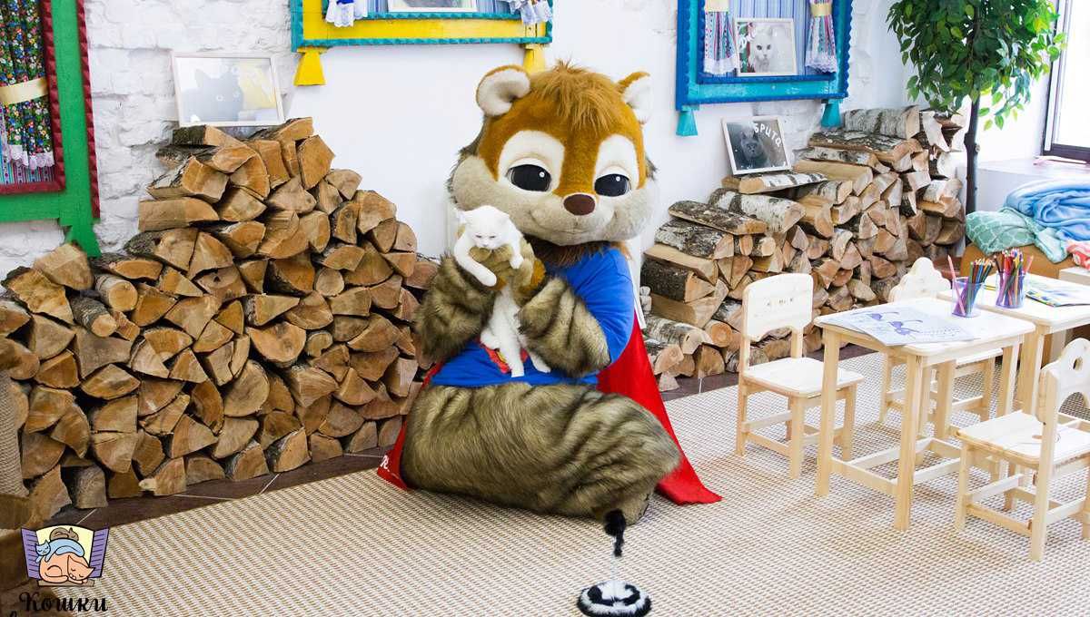 Кафе кошки в окошке - изображение 9