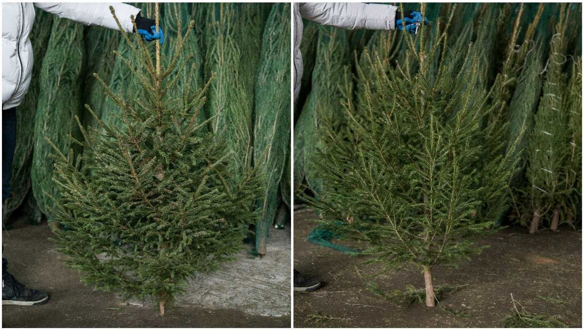 Елки в Туле - изображение 2