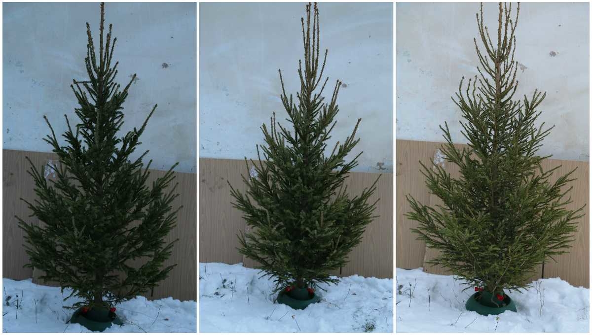 Елки в Туле - изображение 3