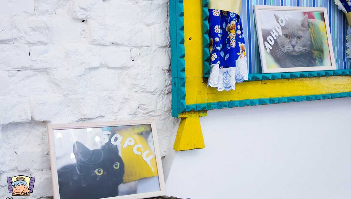 Кафе кошки в окошке - изображение 11