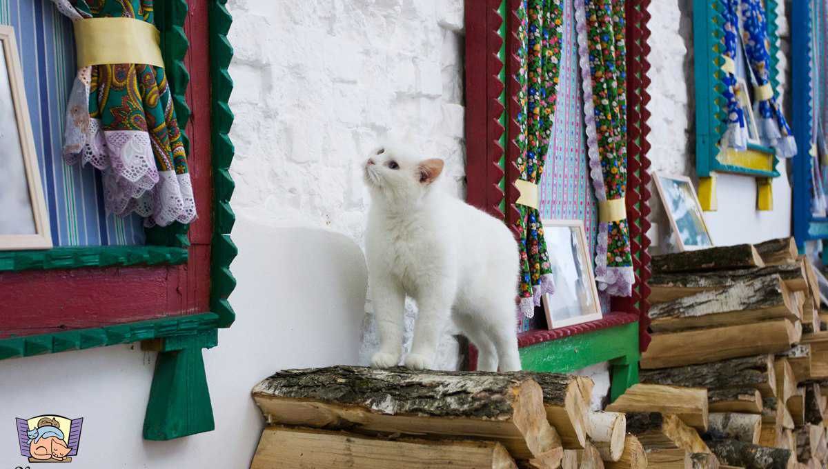 Кафе кошки в окошке - изображение 12