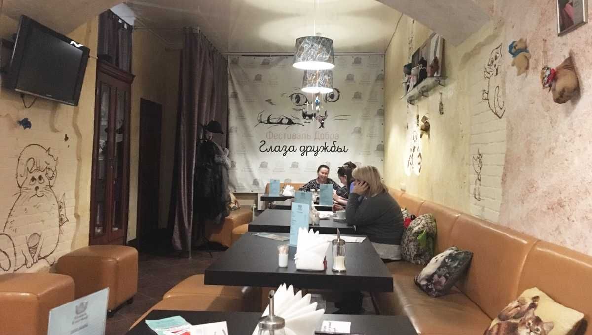 Кафе кошки в окошке - изображение 13