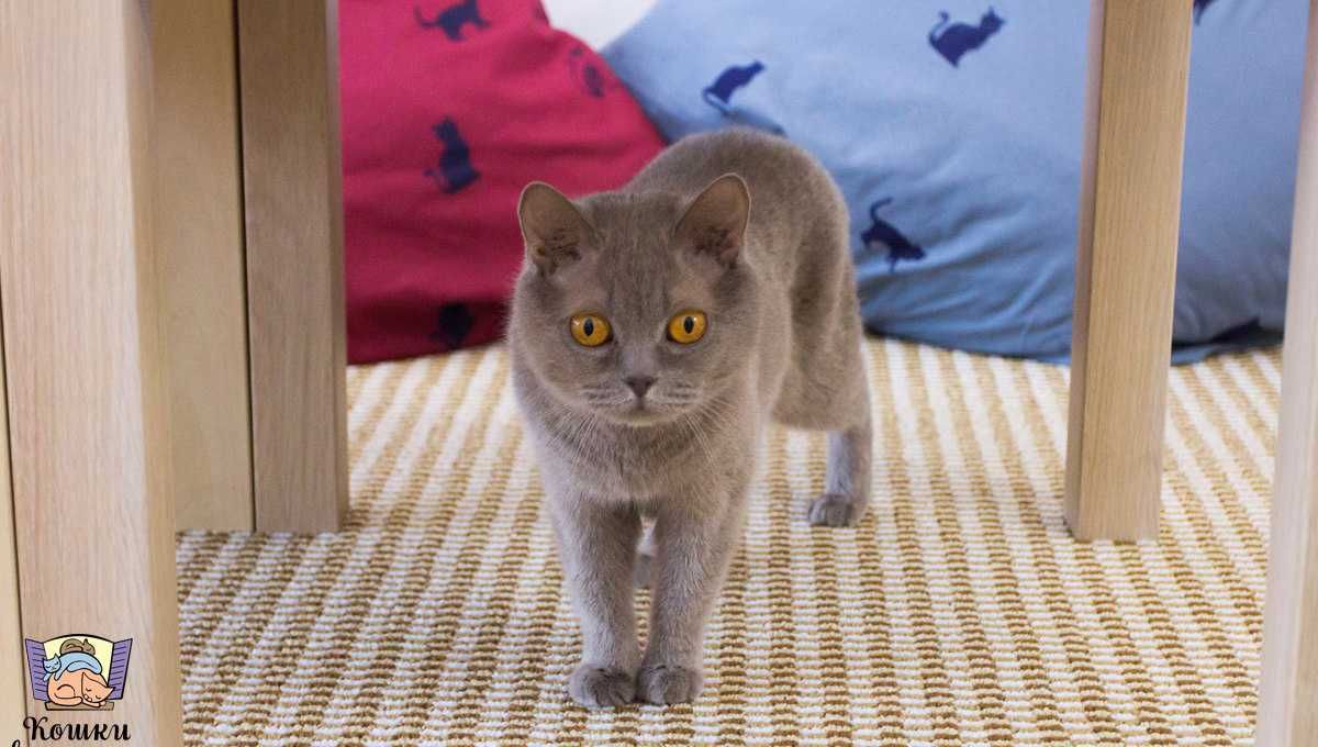 Кафе кошки в окошке - изображение 15