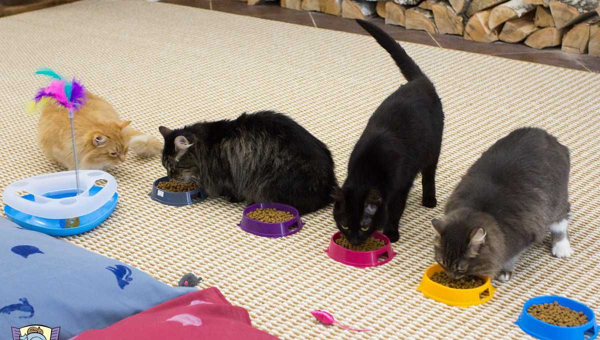 Кафе кошки в окошке - изображение 16