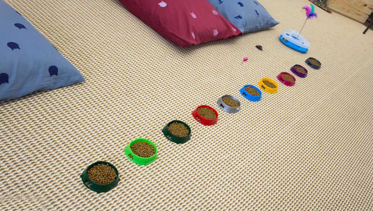 Кафе кошки в окошке - изображение 19