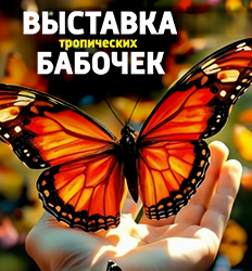 Тропические бабочки, выставка