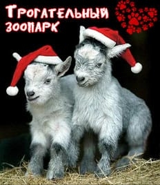Трогательный зоопарк для взрослых и детей ждёт Вас! Скидка 50% на входной билет!