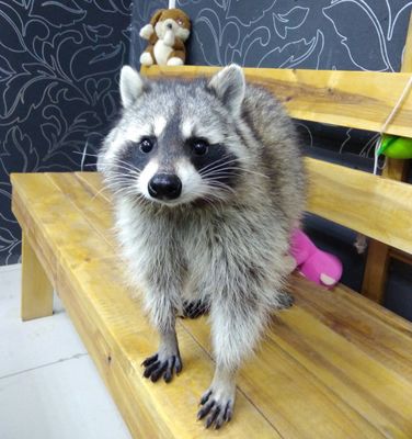 Центр социальной реабилитации  Енотоград