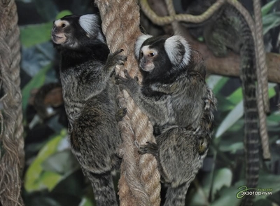 Зимний холод нипочём — в зоопарк с тобой пойдем!  Жаркая акция в Тульском Экзотариуме для родителя и ребёнка вместе с Хомсбокс!