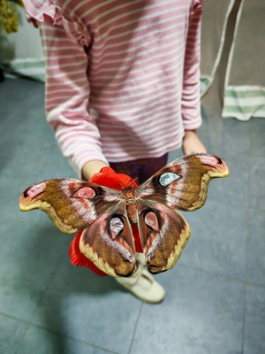 Выставка тропических бабочек и авторские мастер‑классы со скидкой до 28%