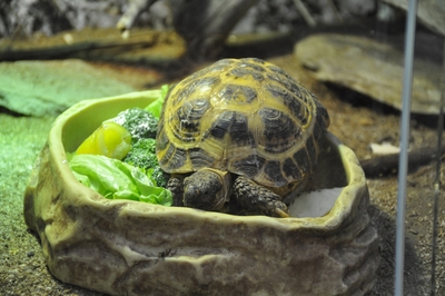Зимний холод нипочём — в зоопарк с тобой пойдем!  Жаркая акция в Тульском Экзотариуме для родителя и ребёнка вместе с Хомсбокс!