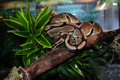 Зимний холод нипочём — в зоопарк с тобой пойдем!  Жаркая акция в Тульском Экзотариуме для родителя и ребёнка вместе с Хомсбокс!