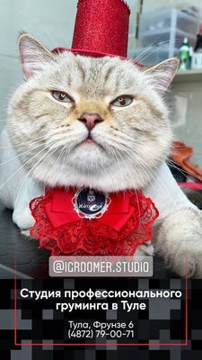 Груминг на фрунзе