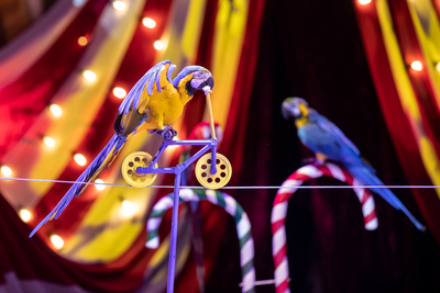 ДВА билета по цене ОДНОГО на новую программу «БАЛАГАН» в Тульском цирке!