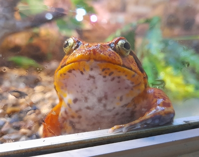 Зимний холод нипочём — в зоопарк с тобой пойдем!  Жаркая акция в Тульском Экзотариуме для родителя и ребёнка вместе с Хомсбокс!