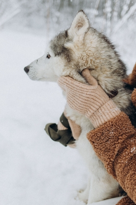 Хаски Блюз, катание на хаски