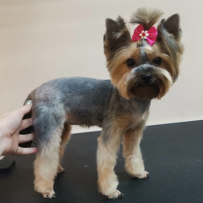 Груминг салон Маркиз