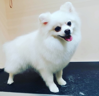 Груминг салон Маркиз