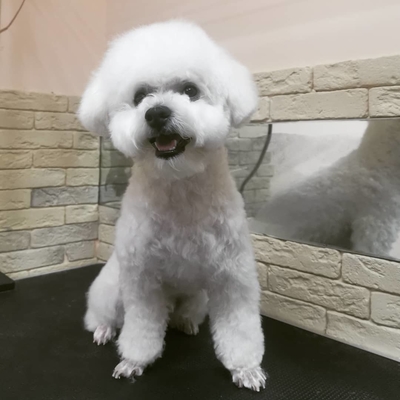 Груминг салон Маркиз