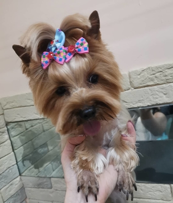 Груминг салон Маркиз