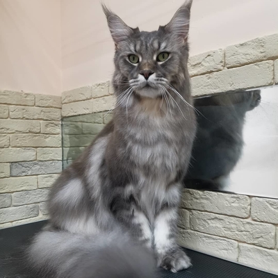 Груминг салон Маркиз