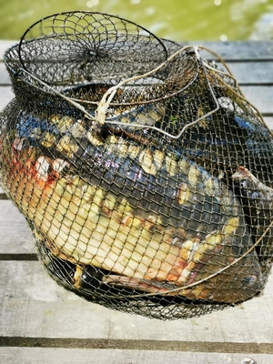 База семейного отдыха в загородном комплексе «Золотая рыбка» со скидкой  50%