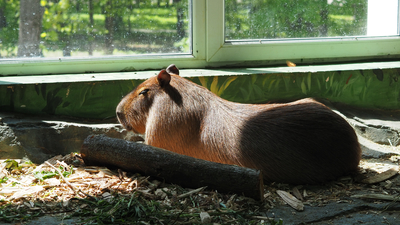 Зимний холод нипочём — в зоопарк с тобой пойдем!  Жаркая акция в Тульском Экзотариуме для родителя и ребёнка вместе с Хомсбокс!