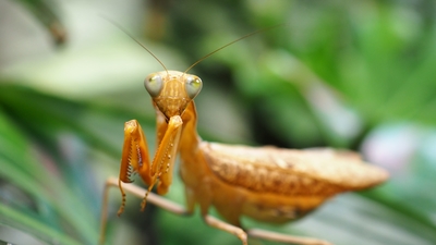 Зимний холод нипочём — в зоопарк с тобой пойдем!  Жаркая акция в Тульском Экзотариуме для родителя и ребёнка вместе с Хомсбокс!