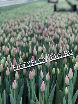 Цветочный магазин Цветы Болдина 96