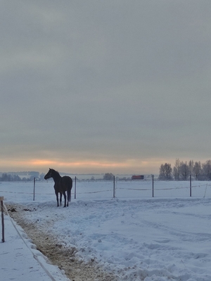 Незабываемые прогулки на лошадях со скидкой до 50% от частной конюшни «Ворожба» Незабываемые прогулки на лошадях со скидкой до 50% от частной конюшни «Ворожба»