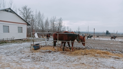 Ворожба, конюшня