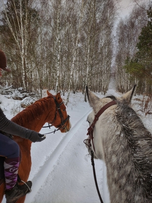 Незабываемые прогулки на лошадях со скидкой до 50% от частной конюшни «Ворожба» Незабываемые прогулки на лошадях со скидкой до 50% от частной конюшни «Ворожба»