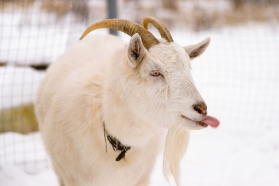 Хаски Блюз, катание на хаски