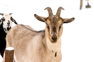 Хаски Блюз, катание на хаски