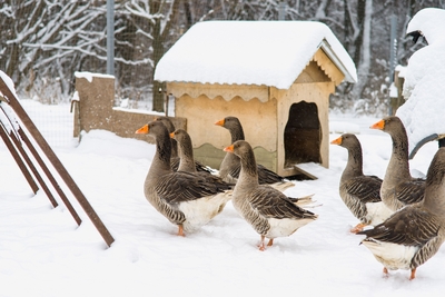 Хаски Блюз, катание на хаски
