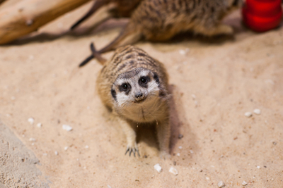Зимний холод нипочём — в зоопарк с тобой пойдем!  Жаркая акция в Тульском Экзотариуме для родителя и ребёнка вместе с Хомсбокс!