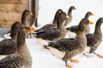Познавательно-развлекательные экскурсии, аренда монгольской юрты и финского гриль-домика, катание на снегоходах и многое другое в «Хаски блюз» со скидкой до 50%!