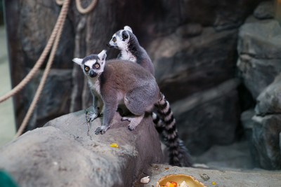 Зимний холод нипочём — в зоопарк с тобой пойдем!  Жаркая акция в Тульском Экзотариуме для родителя и ребёнка вместе с Хомсбокс!