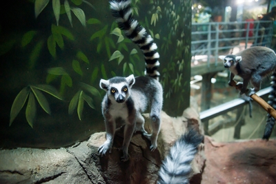 Зимний холод нипочём — в зоопарк с тобой пойдем!  Жаркая акция в Тульском Экзотариуме для родителя и ребёнка вместе с Хомсбокс!