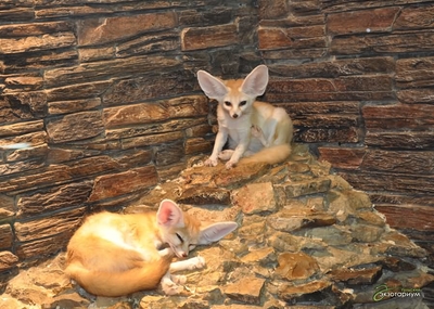 Зимний холод нипочём — в зоопарк с тобой пойдем!  Жаркая акция в Тульском Экзотариуме для родителя и ребёнка вместе с Хомсбокс!