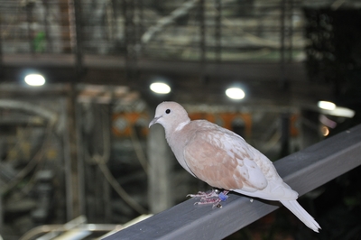 Зимний холод нипочём — в зоопарк с тобой пойдем!  Жаркая акция в Тульском Экзотариуме для родителя и ребёнка вместе с Хомсбокс!