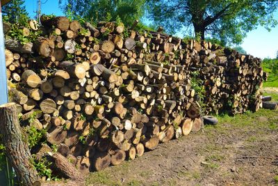 Русская баня в «Crazy веник» (Крейзи веник)