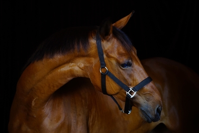 Ворожба, конюшня